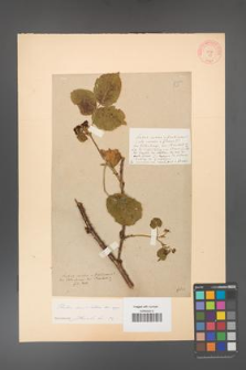 Rubus corylifolius [KOR 55]