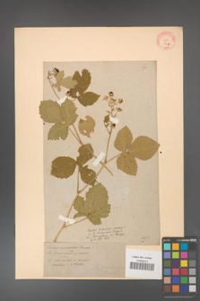 Rubus corylifolius [KOR 57b]