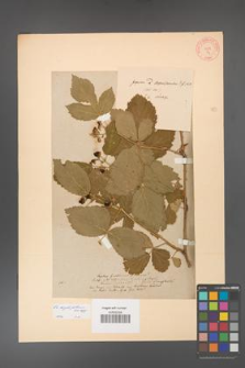 Rubus corylifolius [KOR 54]