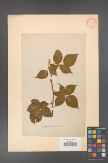 Rubus corylifolius [KOR 61]