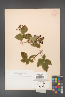 Rubus corylifolius [KOR 10641]