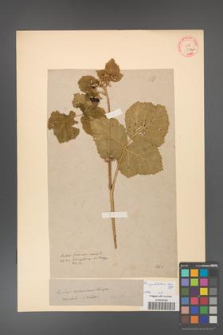 Rubus corylifolius [KOR 58a]