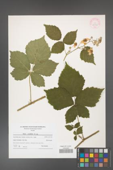 Rubus corylifolius [KOR 44546]