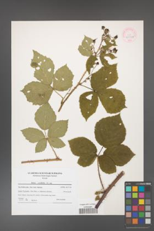 Rubus corylifolius [KOR 44545]
