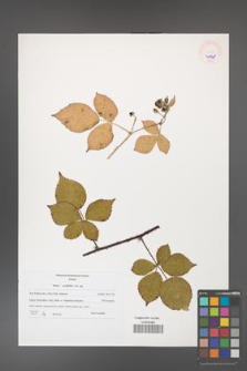 Rubus corylifolius [KOR 45948]