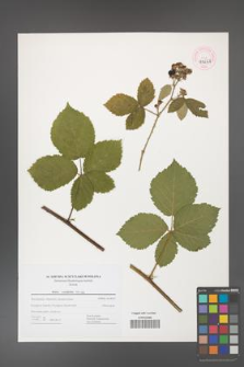 Rubus corylifolius [KOR 44662]