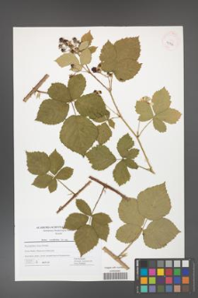 Rubus corylifolius [KOR 42726]