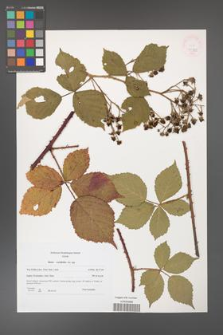 Rubus corylifolius [KOR 45986]