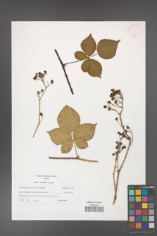 Rubus corylifolius [KOR 45981]