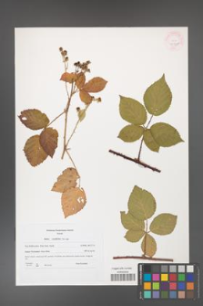 Rubus corylifolius [KOR 45988]