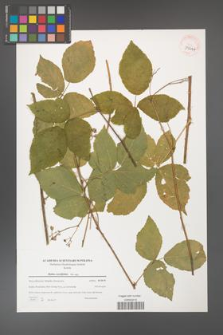 Rubus corylifolius [KOR 39644]