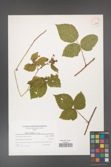 Rubus corylifolius [KOR 39692]