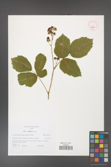 Rubus corylifolius [KOR 46225]