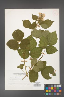Rubus corylifolius [KOR 25222]