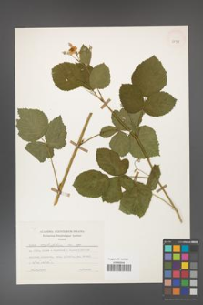 Rubus corylifolius [KOR 29938]