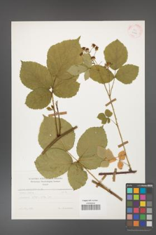 Rubus corylifolius [KOR 25640]