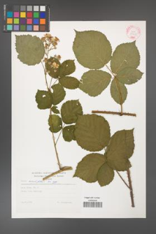 Rubus corylifolius [KOR 29255]