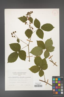 Rubus corylifolius [KOR 24781]