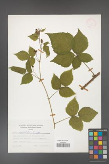 Rubus corylifolius [KOR 24791]