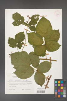 Rubus corylifolius [KOR 53922]