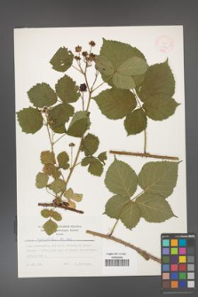 Rubus corylifolius [KOR 24794]