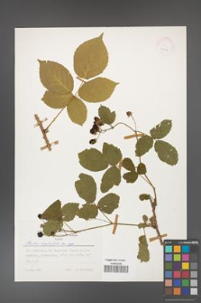 Rubus corylifolius [KOR 24907]