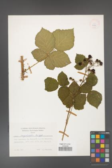 Rubus corylifolius [KOR 24908]