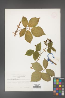 Rubus corylifolius [KOR 24834]