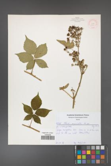 Rubus corylifolius [KOR 52169]