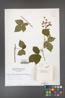 Rubus corylifolius [KOR 51898]