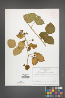 Rubus corylifolius [KOR 51907]