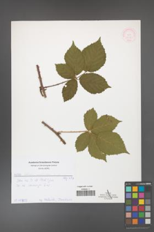 Rubus corylifolius [KOR 51908]