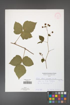 Rubus corylifolius [KOR 51910]
