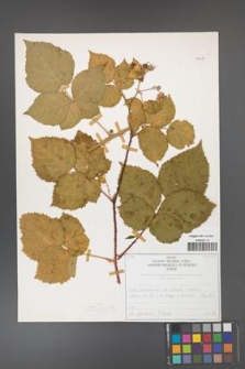 Rubus corylifolius [KOR 50714]