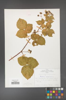Rubus corylifolius [KOR 50713]