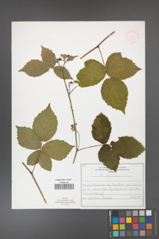 Rubus corylifolius [KOR 52143]
