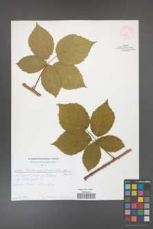 Rubus corylifolius [KOR 52125]