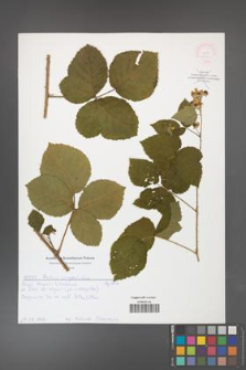 Rubus corylifolius [KOR 52141]