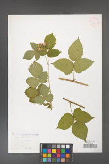 Rubus corylifolius [KOR 29916]