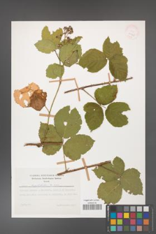 Rubus corylifolius [KOR 29940]