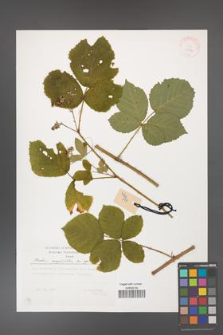Rubus corylifolius [KOR 29472]