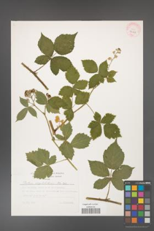 Rubus corylifolius [KOR 32255]