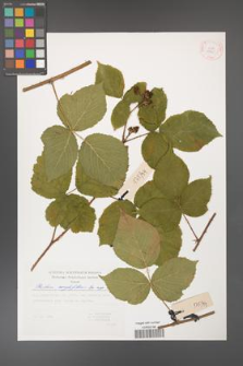 Rubus corylifolius [KOR 29375]