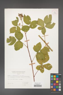 Rubus corylifolius [KOR 29948]