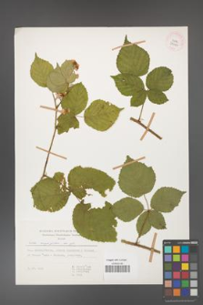 Rubus corylifolius [KOR 29936]