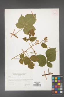 Rubus corylifolius [KOR 29933]