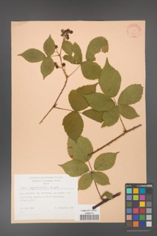 Rubus corylifolius [KOR 31436]
