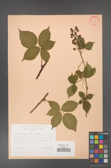 Rubus corylifolius [KOR 31438]