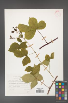 Rubus corylifolius [KOR 25712]