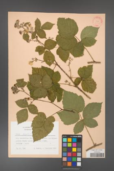 Rubus corylifolius [KOR 31439]